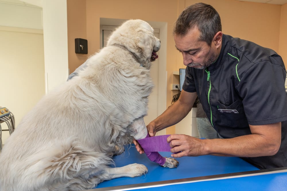 Veterinarian casting a dogs arm
