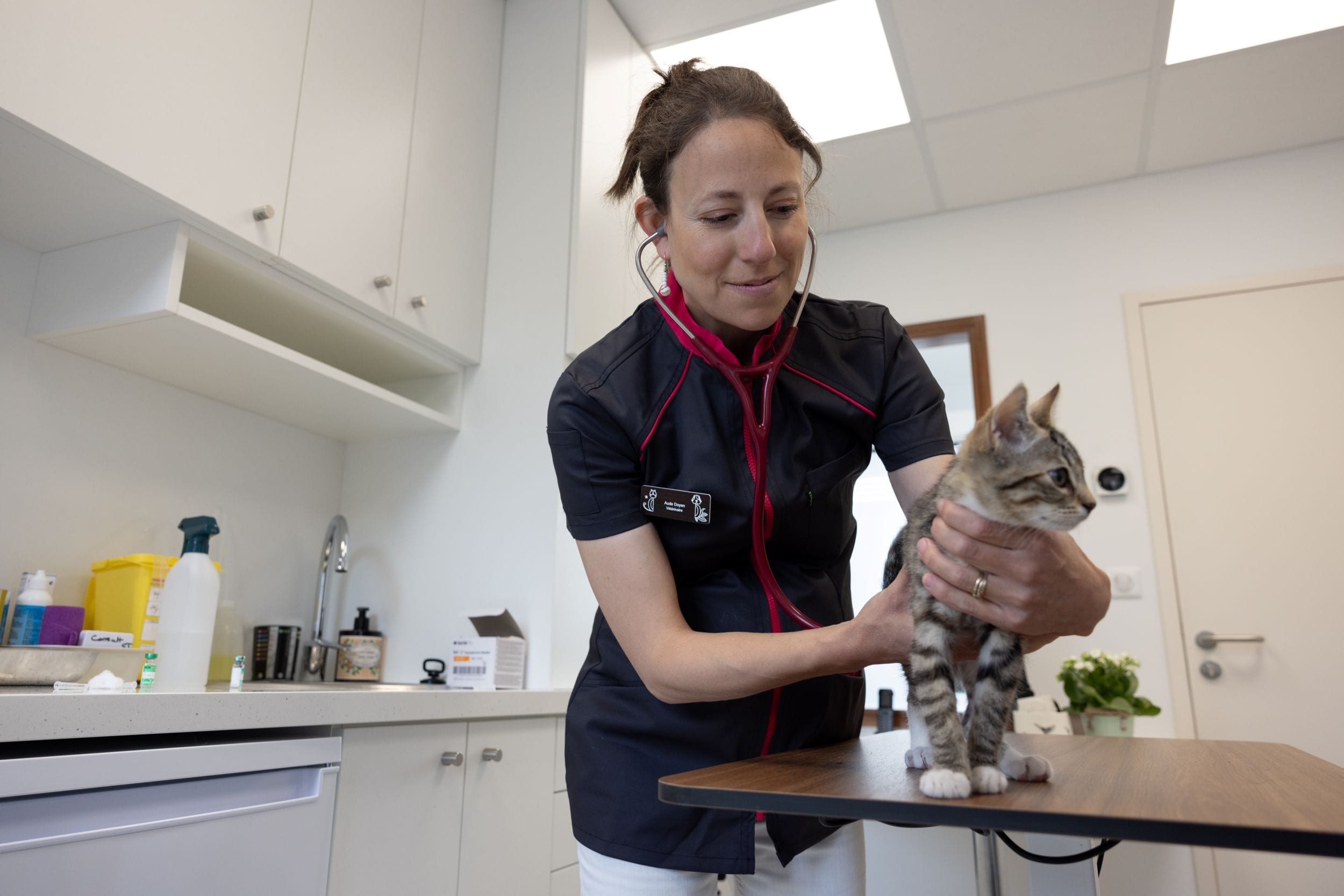 Vétérinaire partenaire Smartemis France examinant un chat