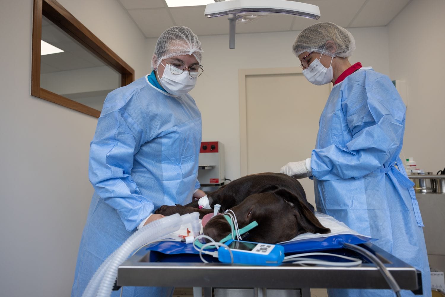 2 Veterinarians with dog under anesthesia 